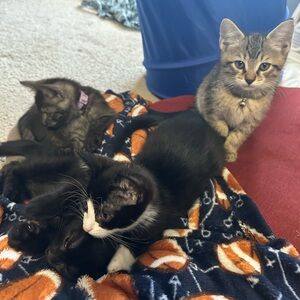 Meet your Posher, Trevor